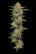 Hella Jelly Feminizada de Humboldt Seed Company