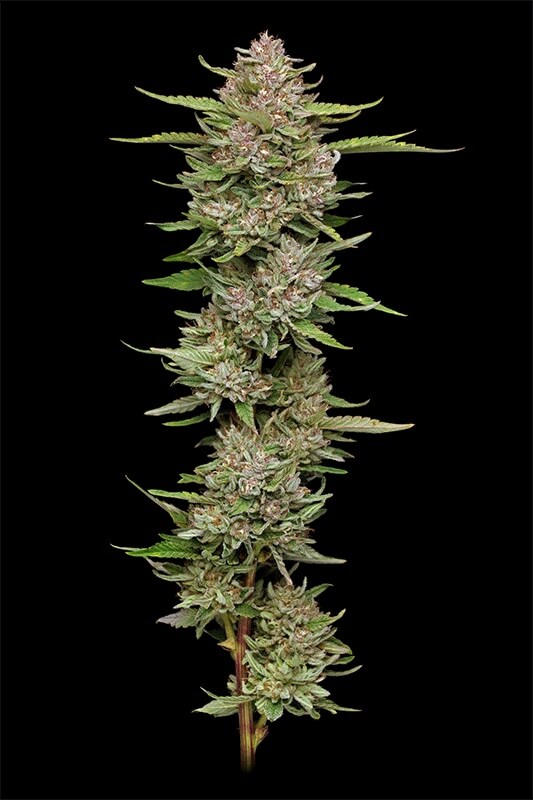 Hella Jelly Feminizada de Humboldt Seed Company
