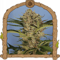 Herz OG Auto Strain