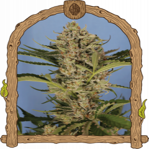 Herz OG Auto Strain