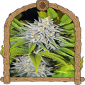 Hippieberry Strain