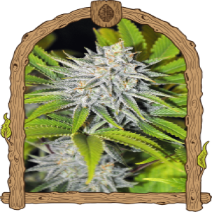 Hippieberry Strain