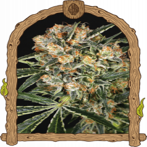 Hippie Therapy CBD Strain