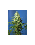 Honey Peach Auto CBD®