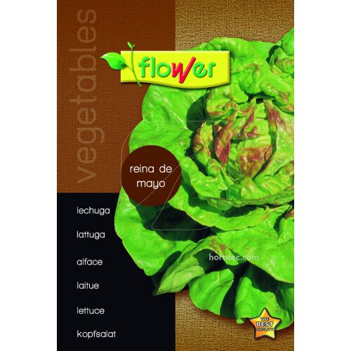 Lechuga reina de mayo