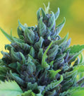 Humboldt Dream Auto Autofloreciente de Humboldt Seed Company