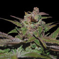 Purple Wreck Auto Cannabis Seeds