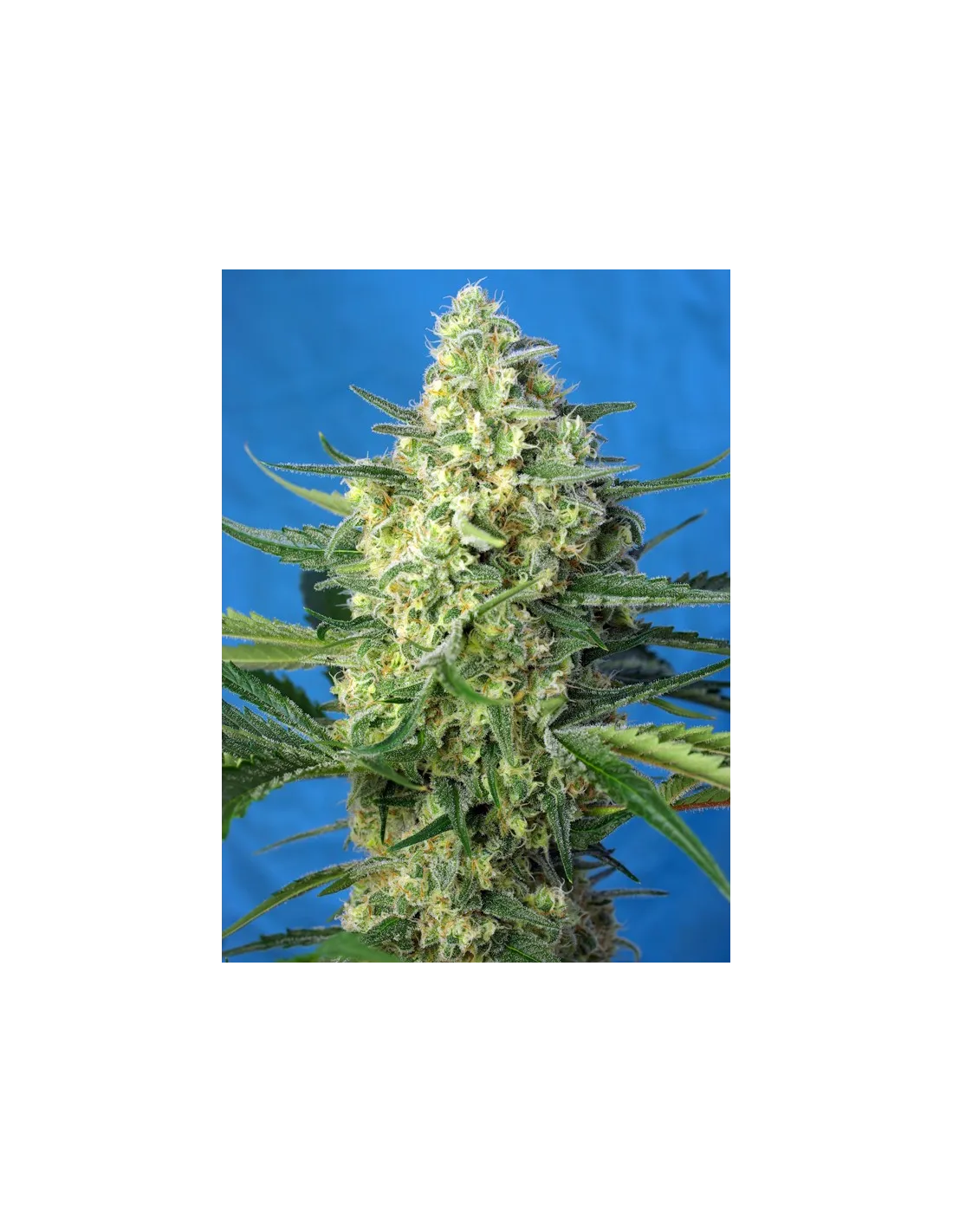Jack 47 XL Auto®