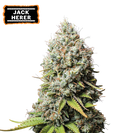 Jack Herer Feminized Cannabis Seeds