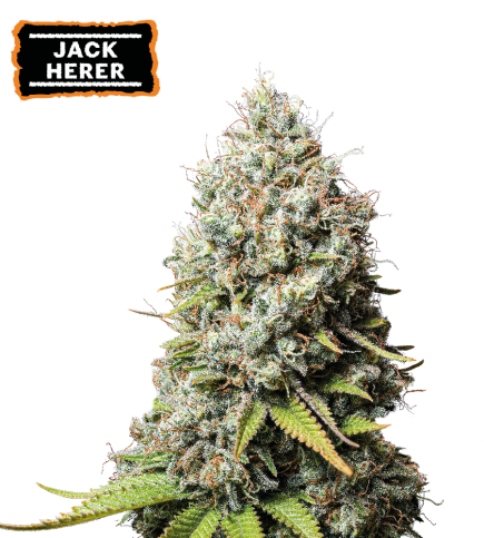 Jack Herer Feminized Cannabis Seeds