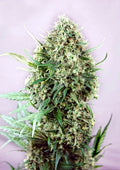 Jack Diesel