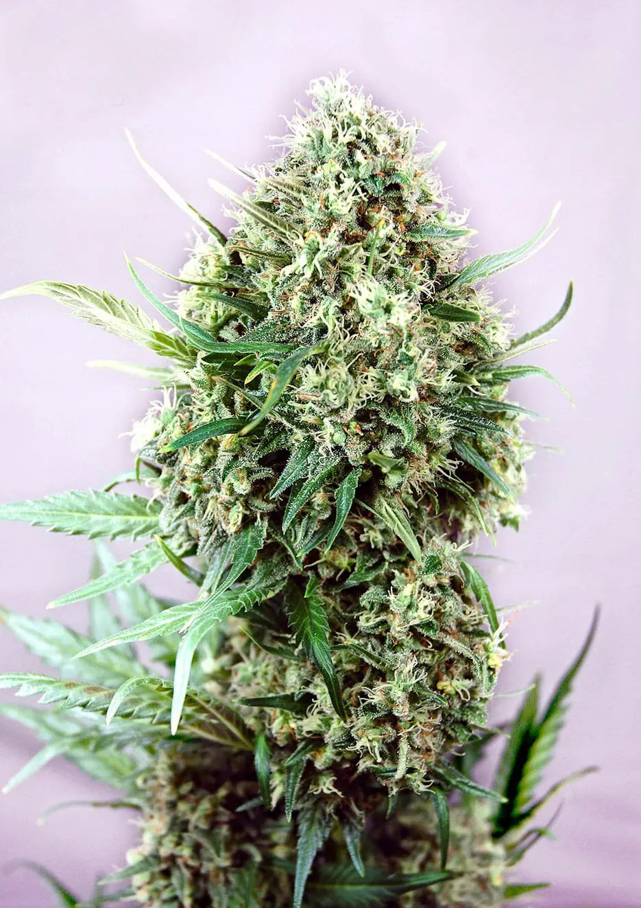 Jack Diesel