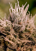 Jack Diesel Auto