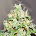 Jägg Kush ®