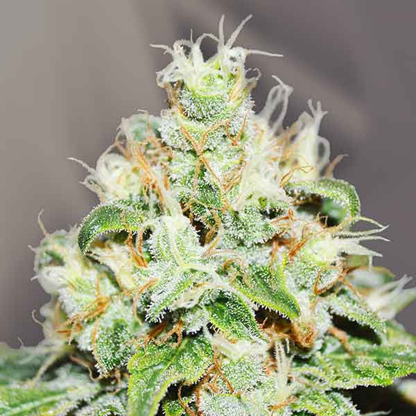 Jägg Kush ®