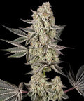 Jelly Cake Strain