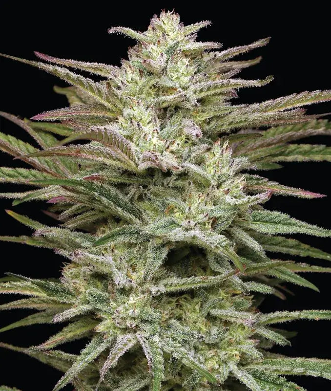 Jelly Donutz Feminizada de Humboldt Seed Company