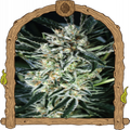 Jelly Bananen Strain