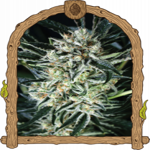 Jelly Bananen Strain