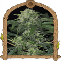 Jungle Fever Auto Strain