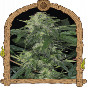 Jungle Fever Auto Strain