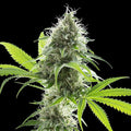 Kama Kush CBD