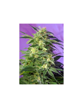 Killer Kush Auto®