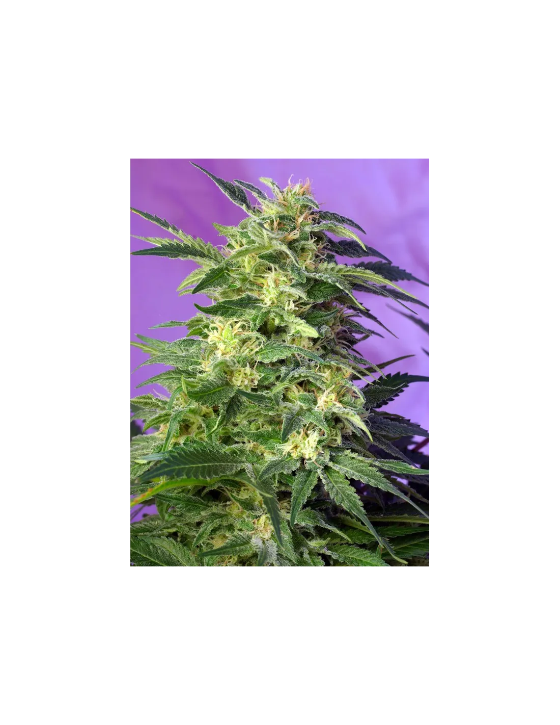 Killer Kush Auto®