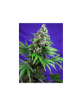 Killer Kush F1 Fast Version®
