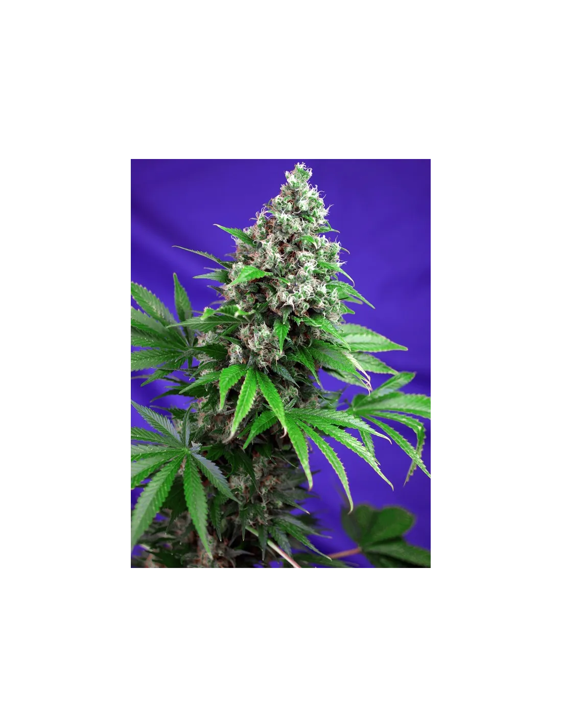 Killer Kush F1 Fast Version®