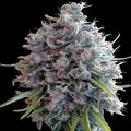 Killer A5 Haze Feminizada