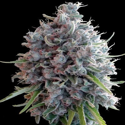 Killer A5 Haze Feminizada