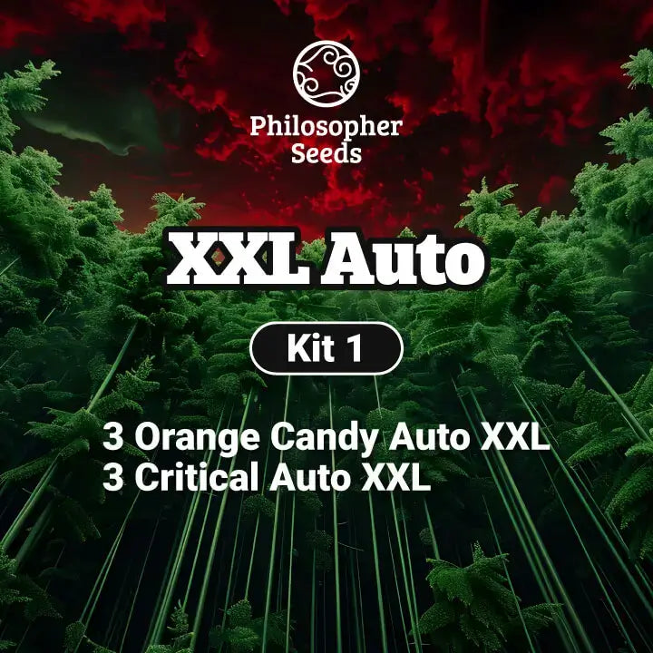 Kit XXL Auto