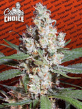 L.A. Amnesia Feminizada de Paradise Seeds