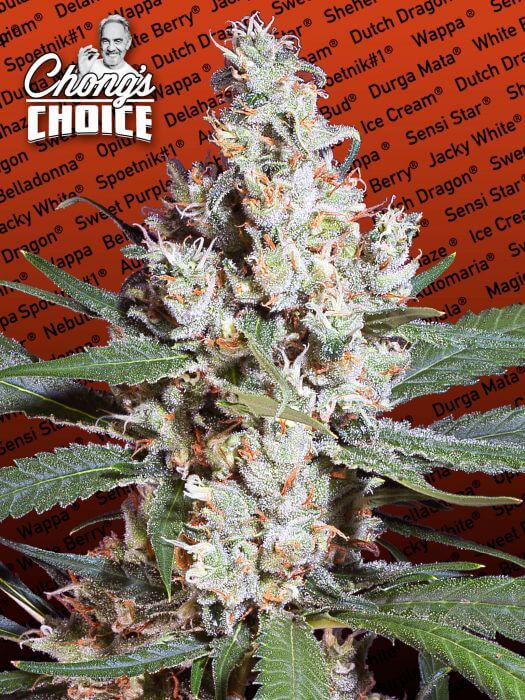 L.A. Amnesia Feminizada de Paradise Seeds