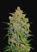 Lemon AK Auto Autofloreciente de Fast Buds