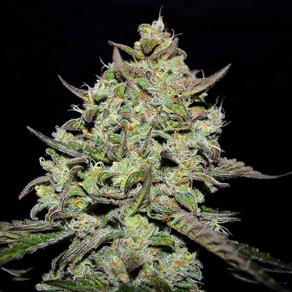Lemon Gazzy ®
