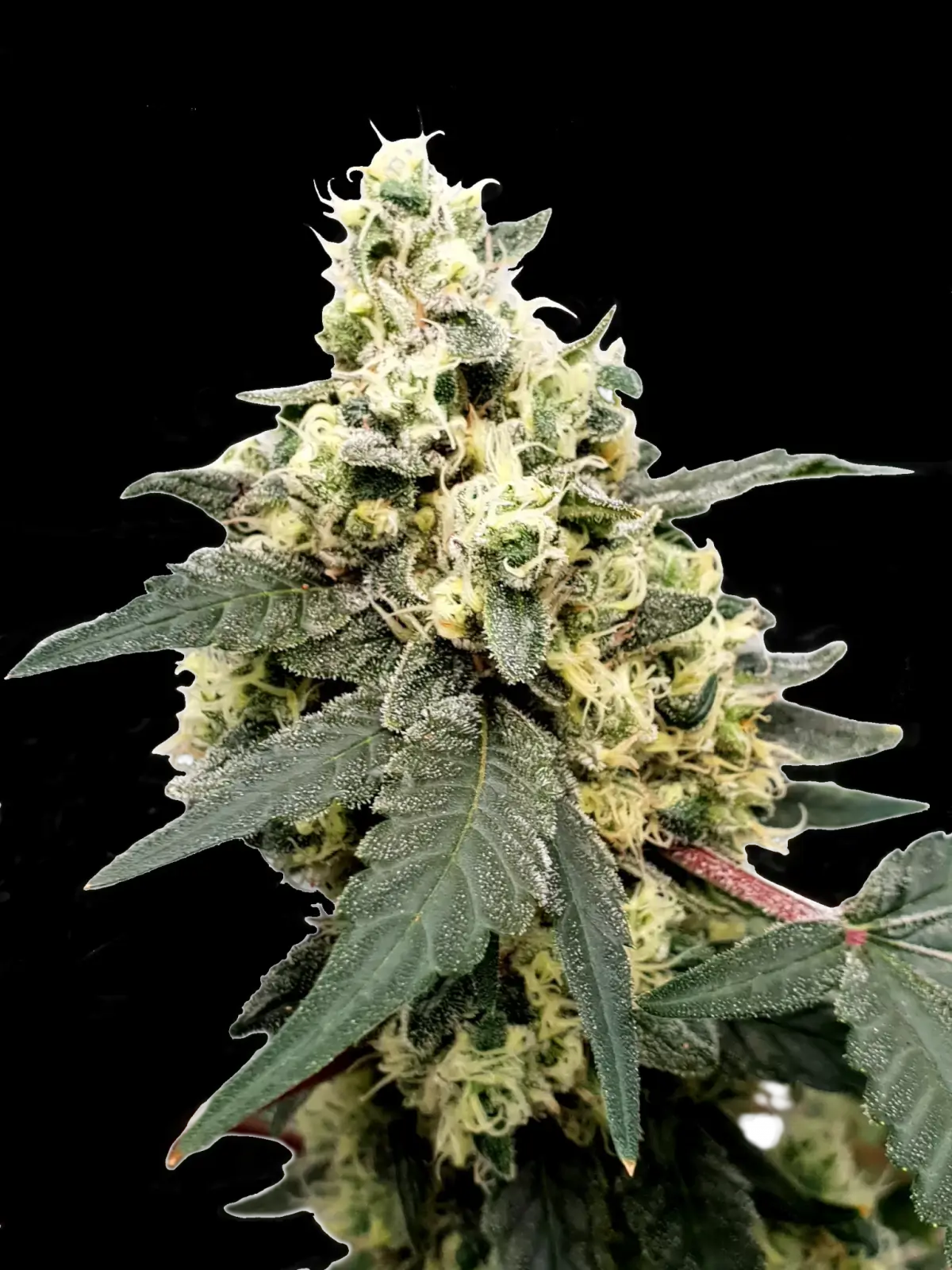 Lemonade Auto Autofloreciente de Paradise Seeds
