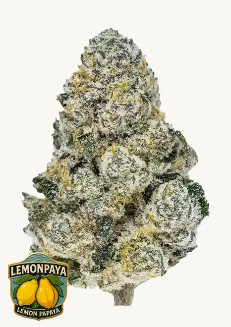 Lemonpaya Feminizada de Fast Buds