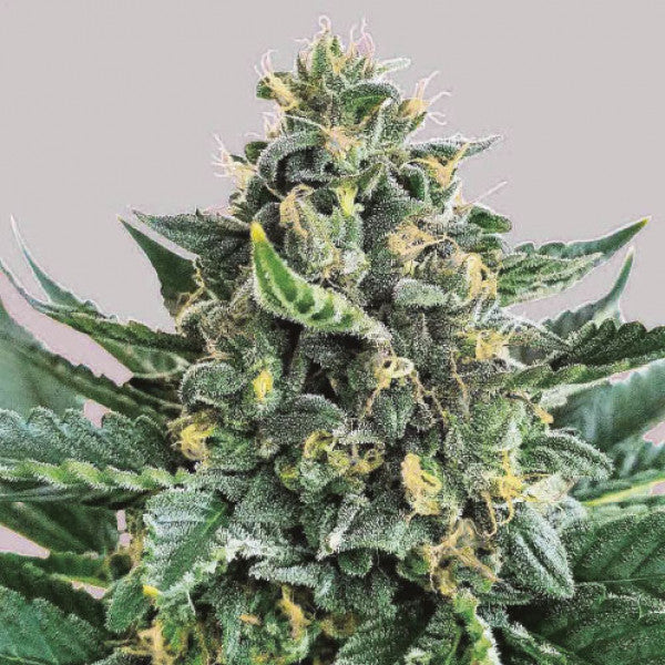 Lord Kush ®
