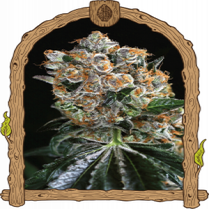 Malasaña Cookies Strain