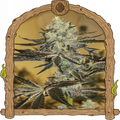 Malasaña Gelato Strain