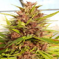 Malawi x PCK Feminizada
