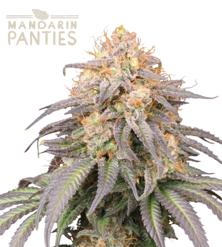 Mandarin Panties© Autoflower Cannabis Seeds