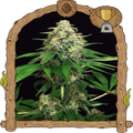 Mango Cream Strain