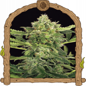 Mango Cream Auto Strain