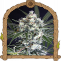 Medxotic Pure CBD Strain