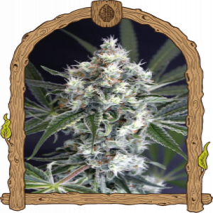 Medxotic Pure CBD Strain