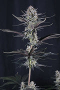 Mendo Guava Auto Autofloreciente de Fast Buds