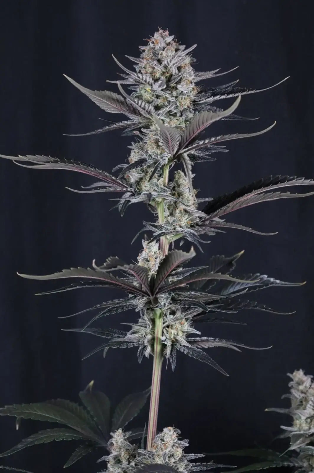 Mendo Guava Auto Autofloreciente de Fast Buds